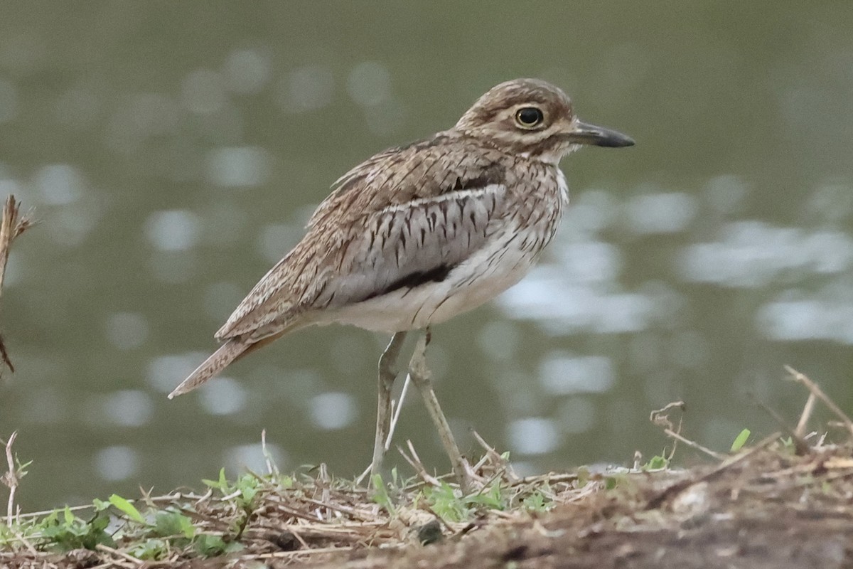 Water Thick-knee - ML643078622