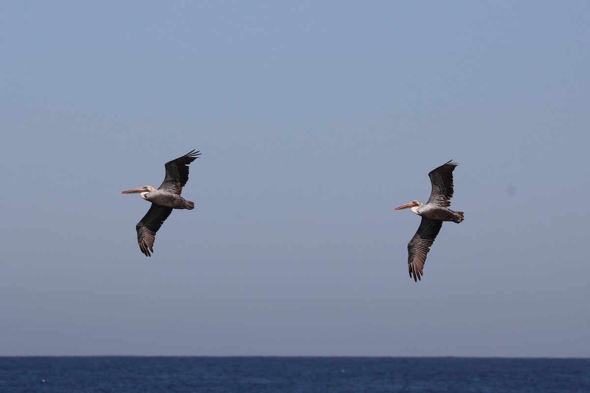 Brown Pelican - ML643078623
