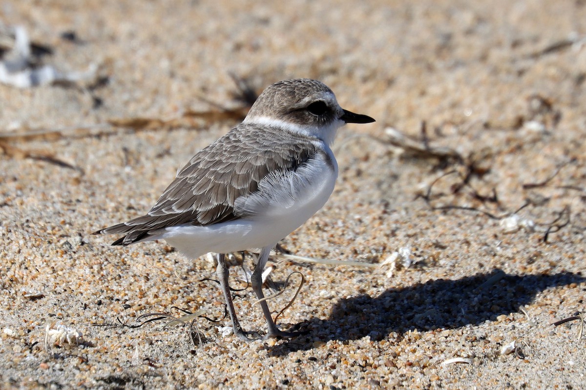 Snowy Plover - ML643078636