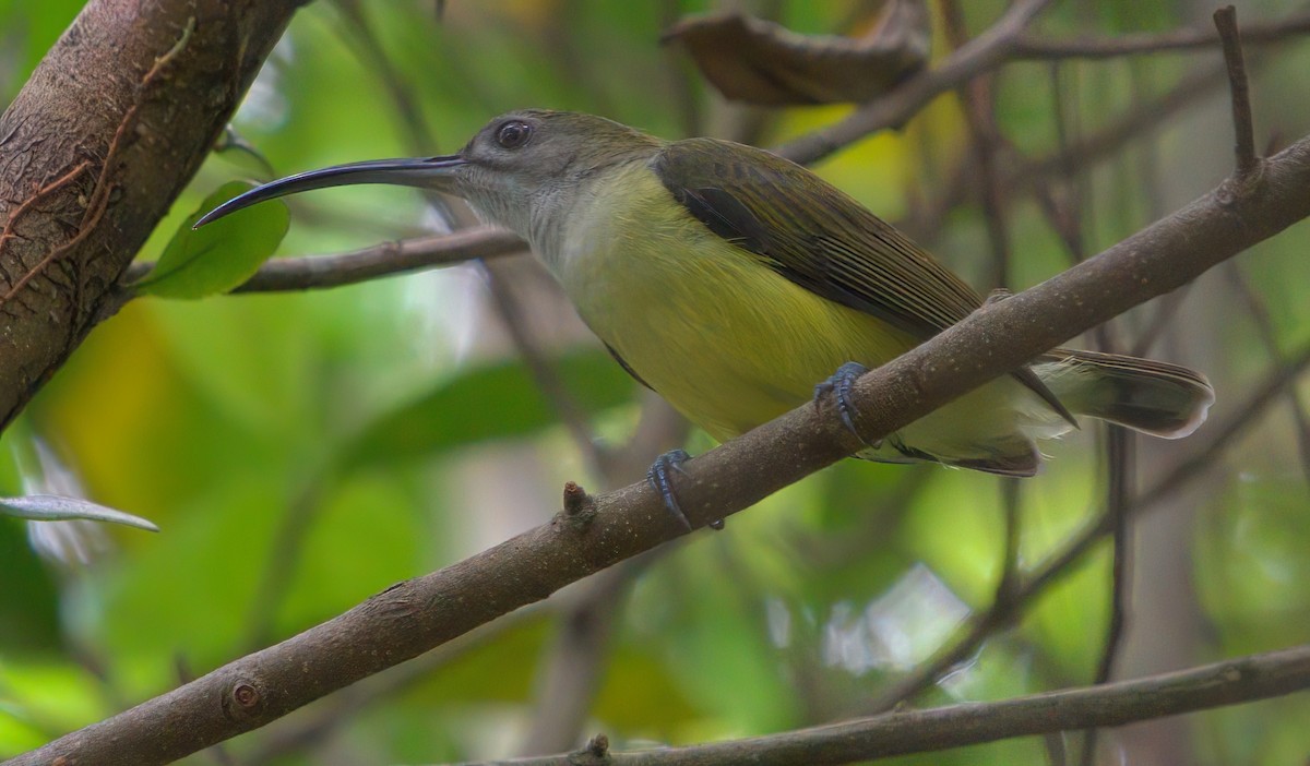 Little Spiderhunter - ML643078638
