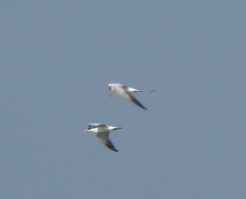 Caspian Tern - ML643078641
