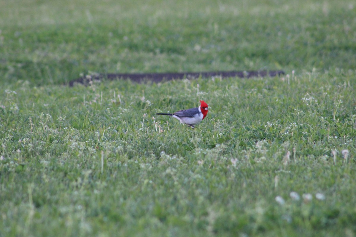Red-crested Cardinal - ML643078642