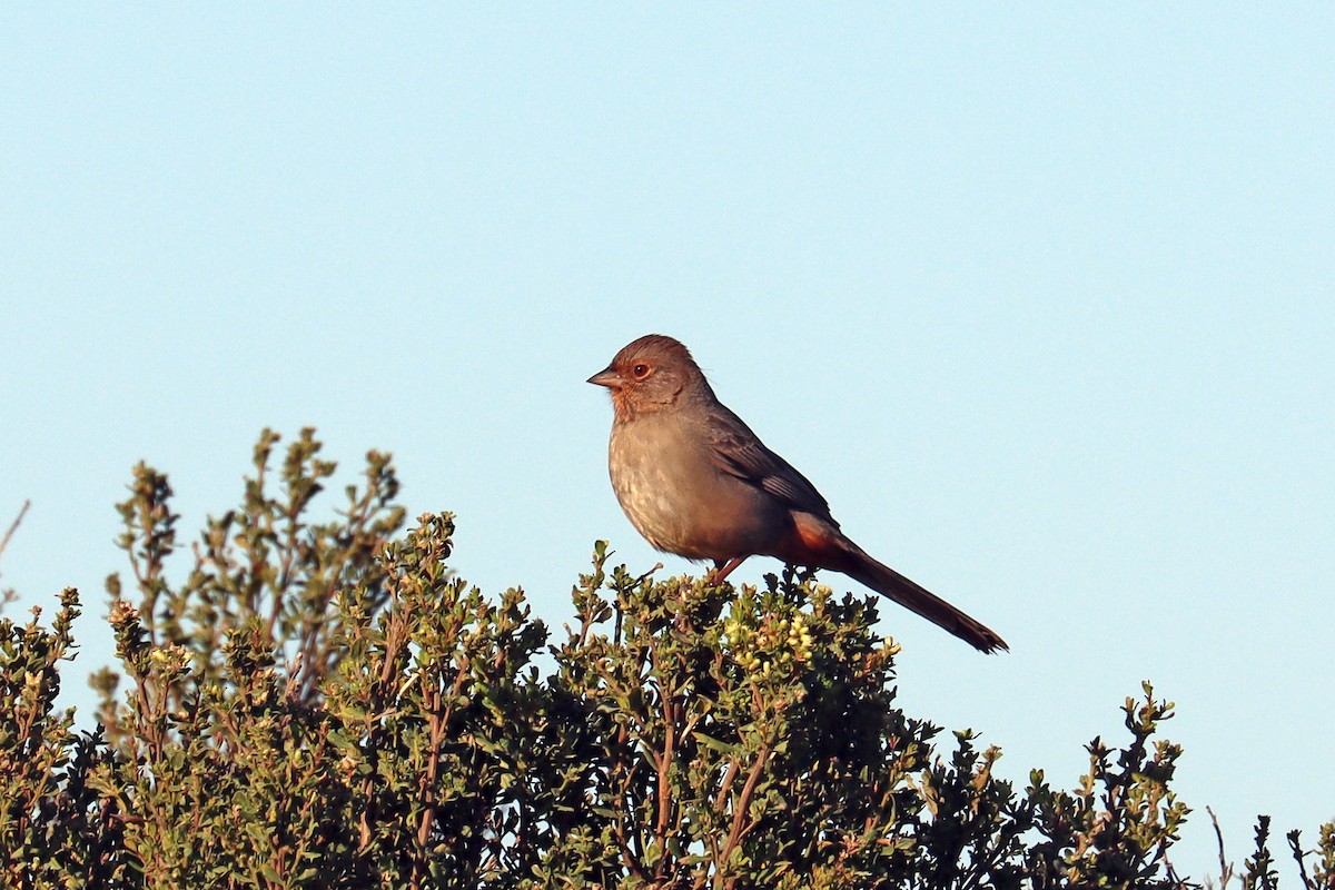 California Towhee - ML643078643