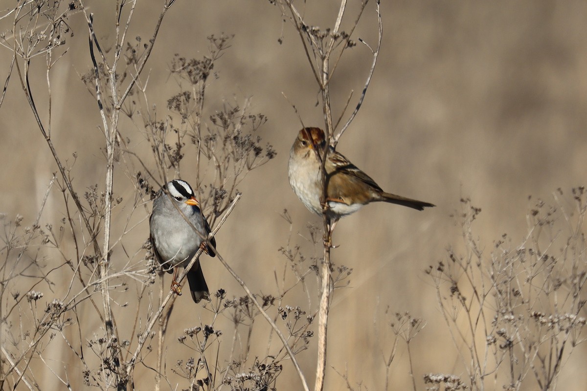 White-crowned Sparrow - ML643078645
