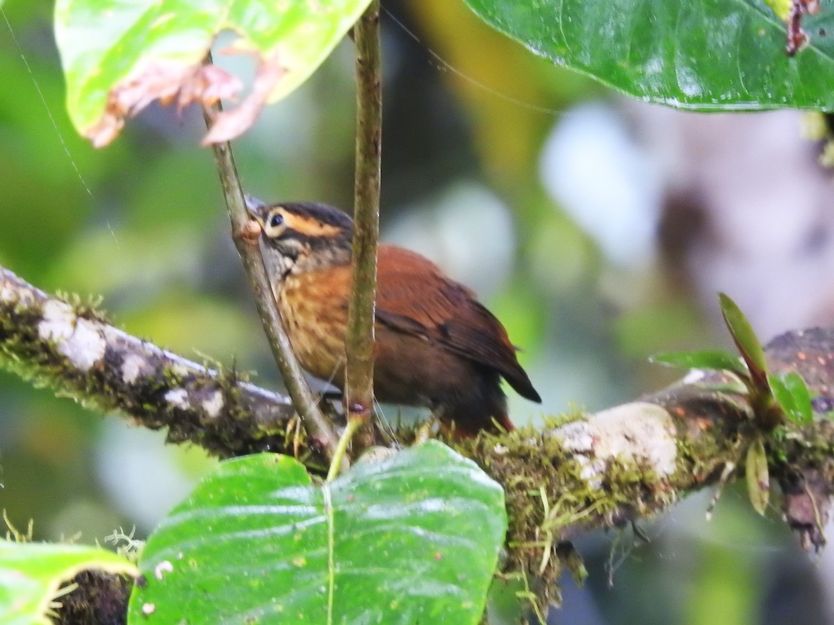 Scaly-throated Foliage-gleaner - ML643078646