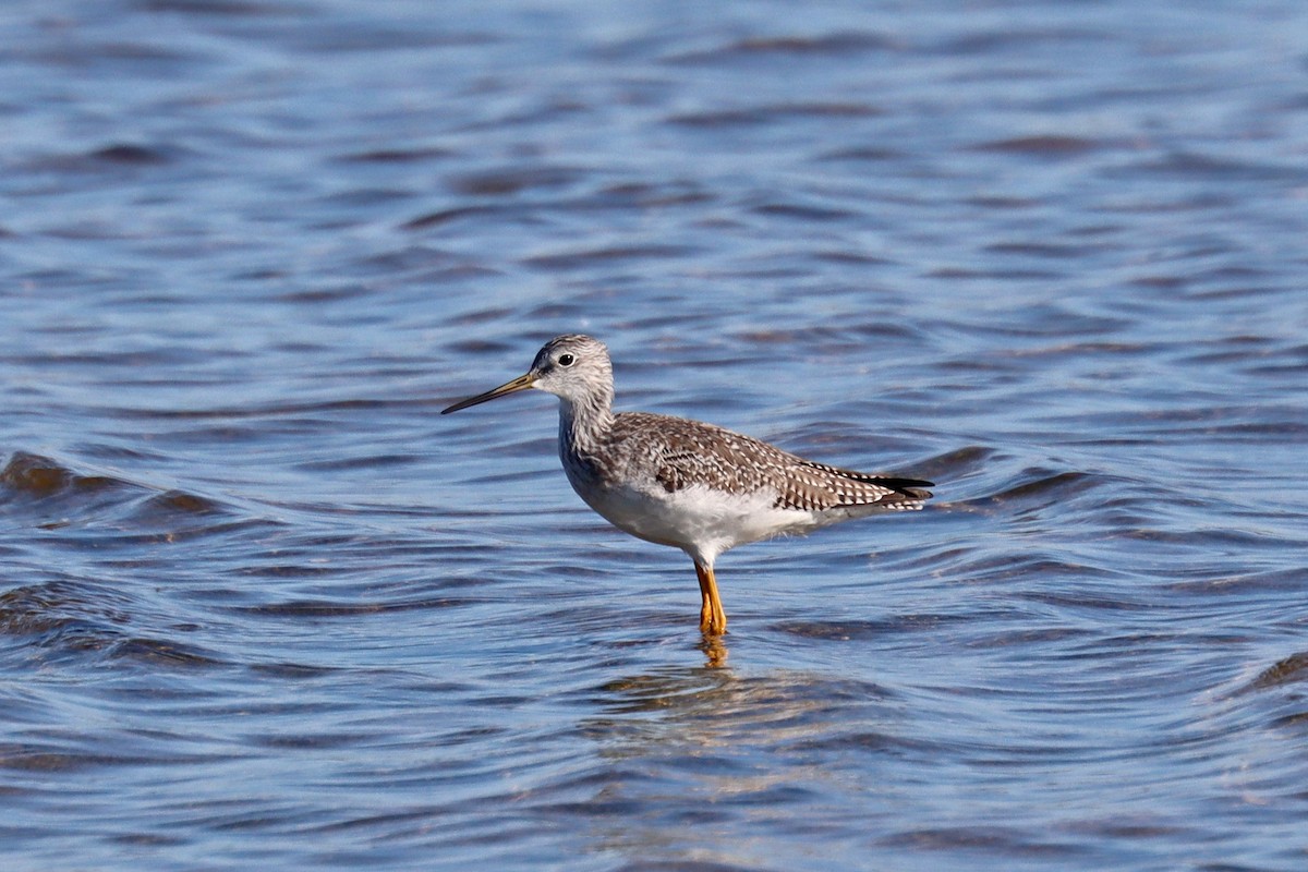 Greater Yellowlegs - ML643078652