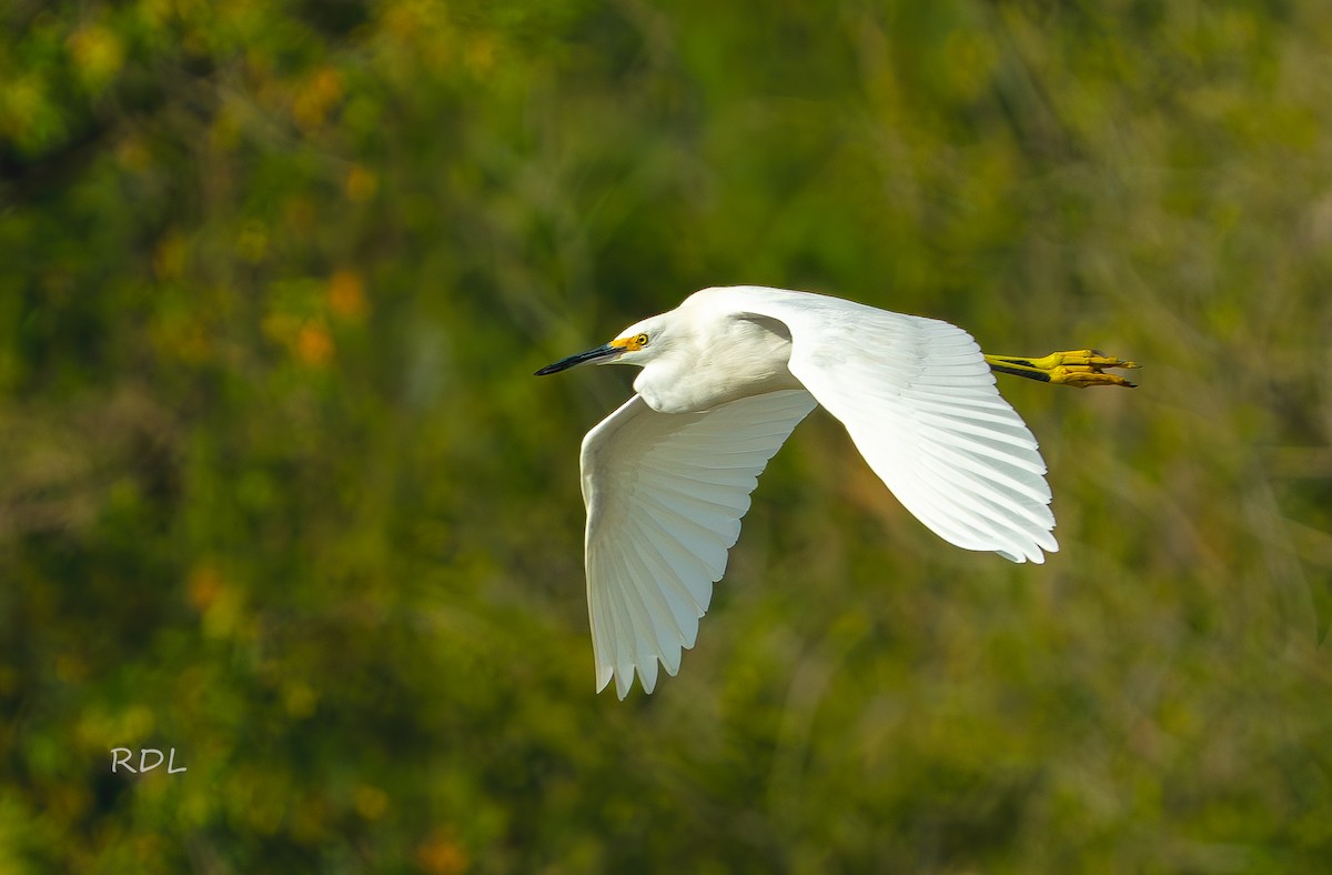 Snowy Egret - ML643078674