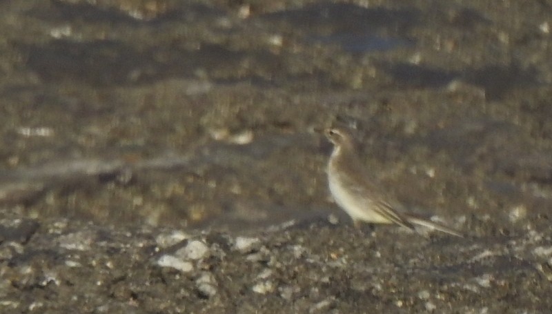 Western Yellow Wagtail - ML643078684