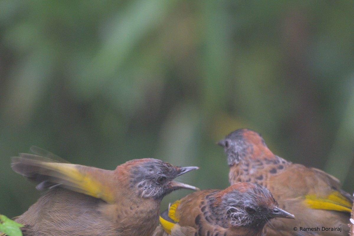 Chestnut-crowned Laughingthrush - ML643078689