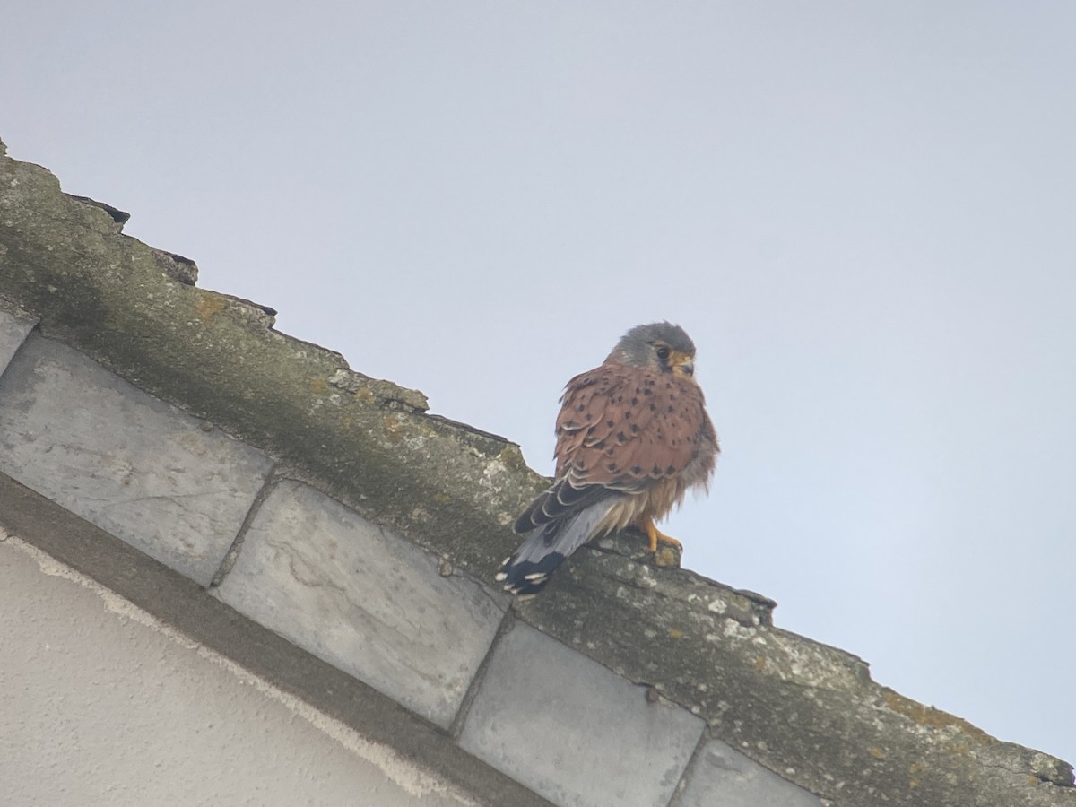 Eurasian Kestrel - ML643078690