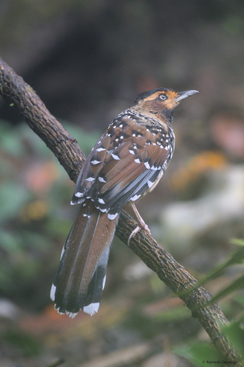 Spotted Laughingthrush - ML643078700