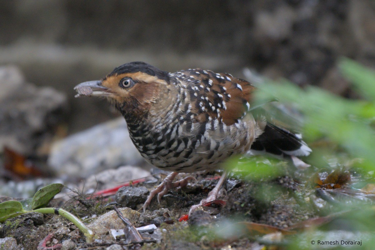 Spotted Laughingthrush - ML643078703