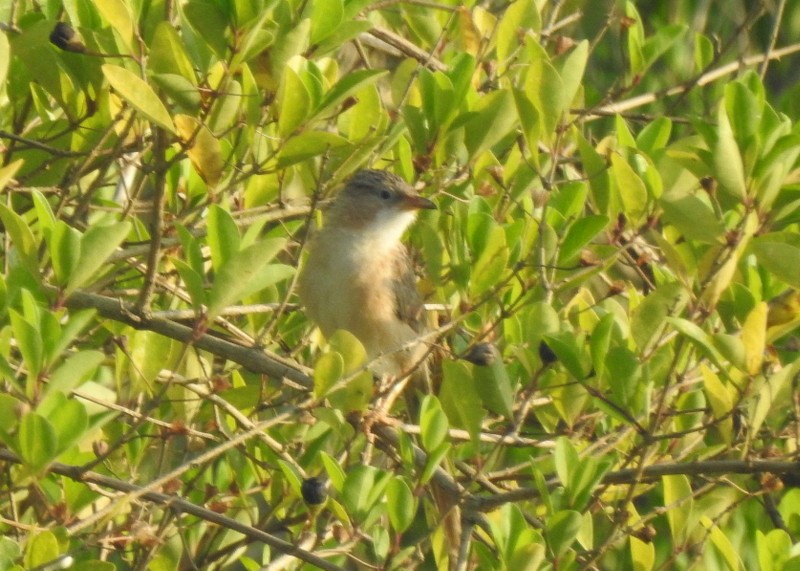 Common Babbler - ML643078704