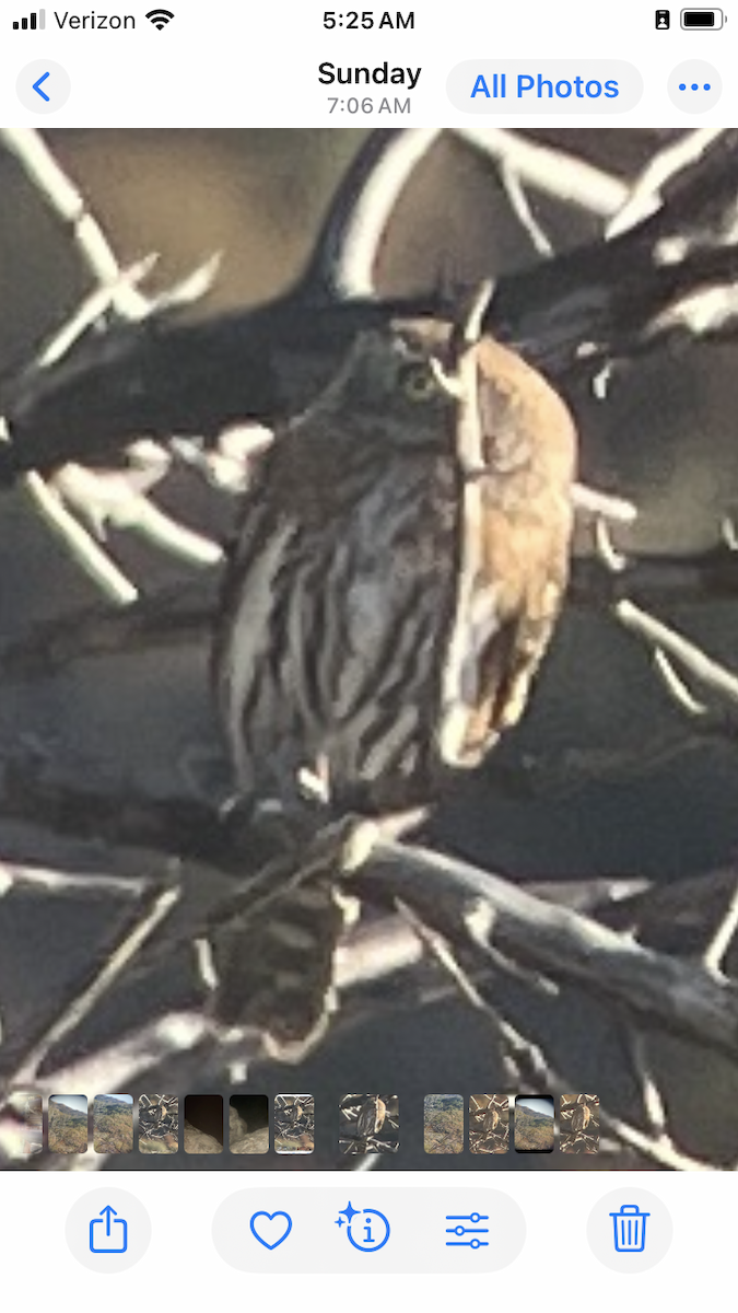 Northern Pygmy-Owl - ML643078708