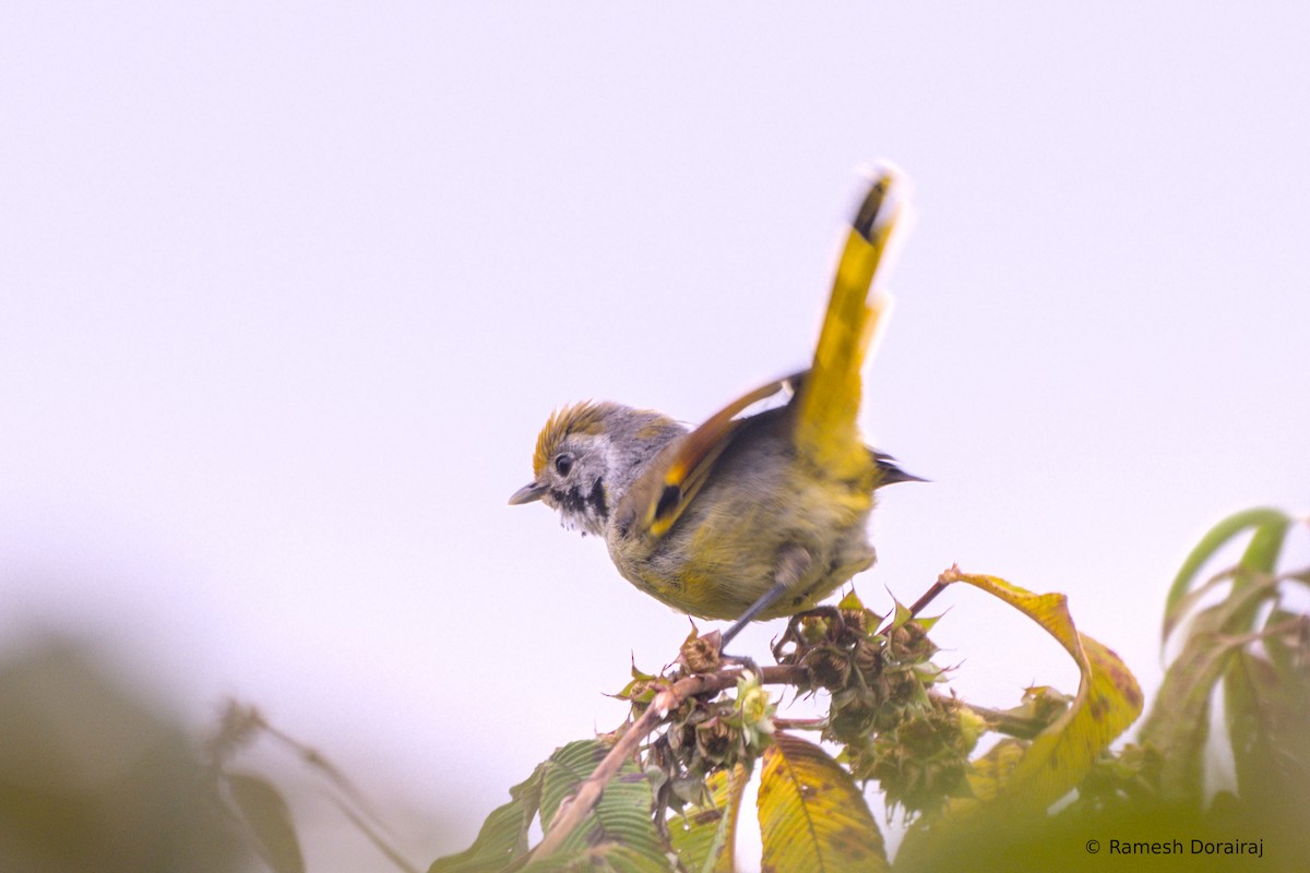 Chestnut-tailed Minla - ML643078714
