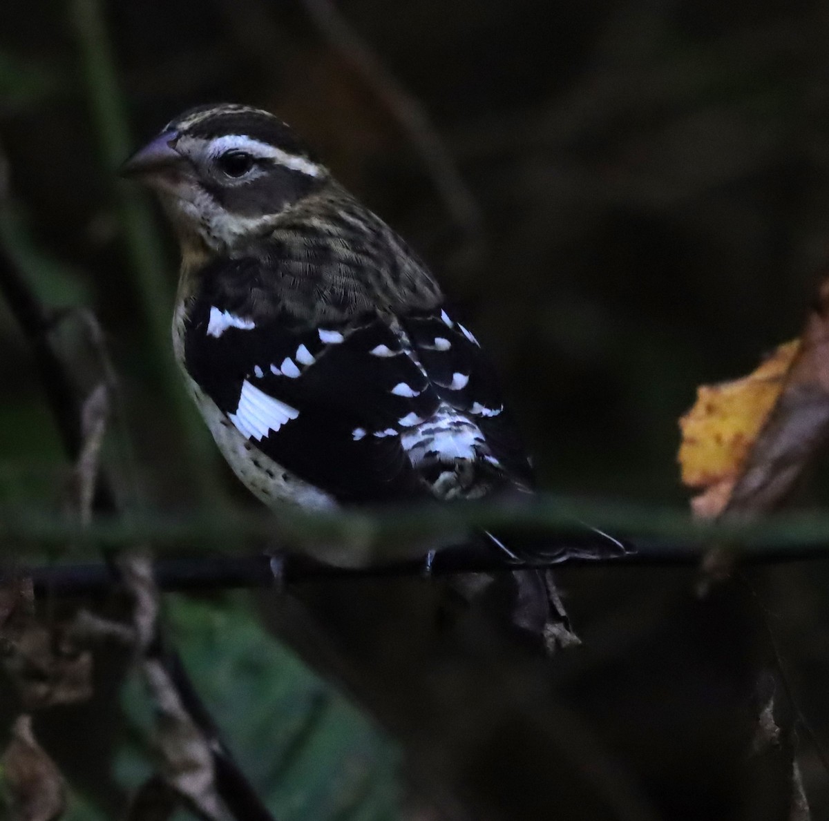 Rose-breasted Grosbeak - ML643078729