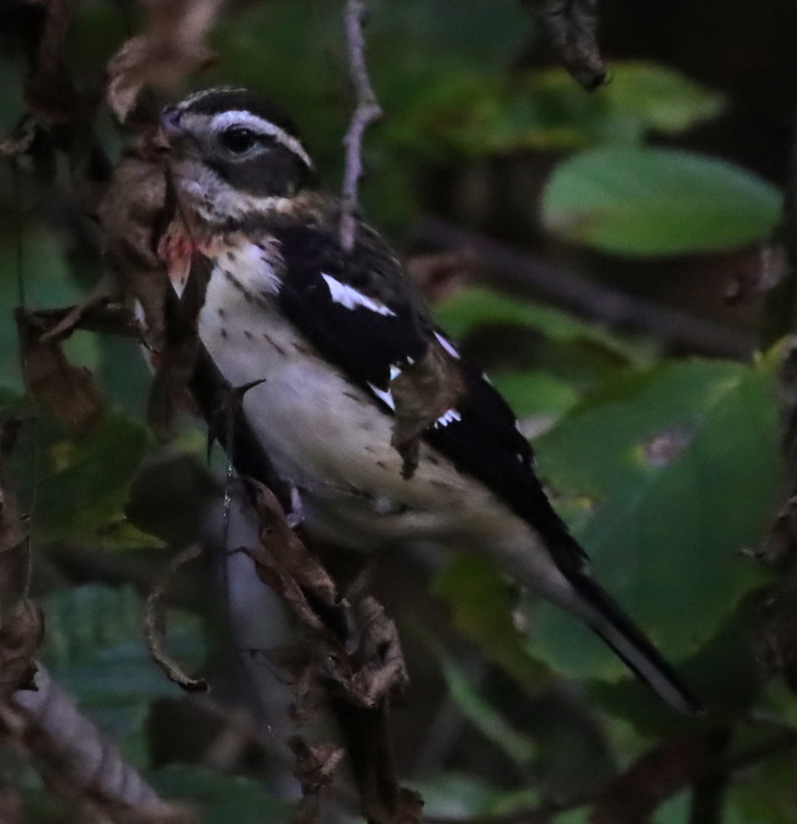 Rose-breasted Grosbeak - ML643078730