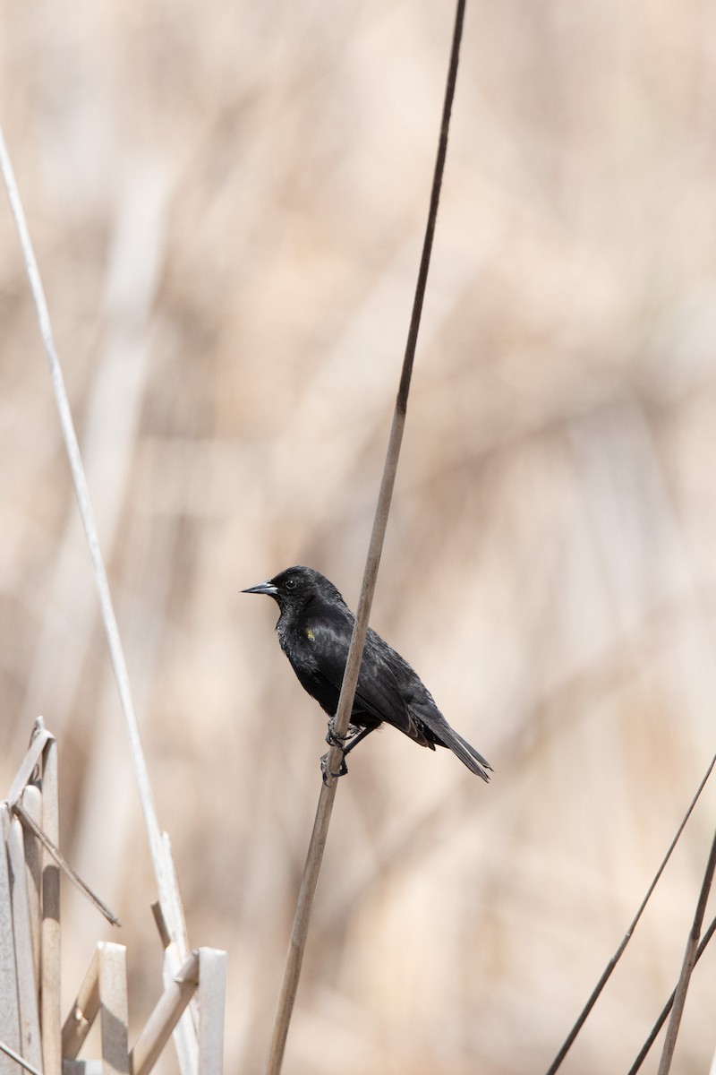 Yellow-winged Blackbird - ML643078733