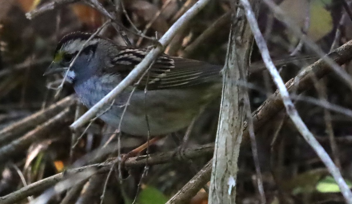 White-throated Sparrow - ML643078735