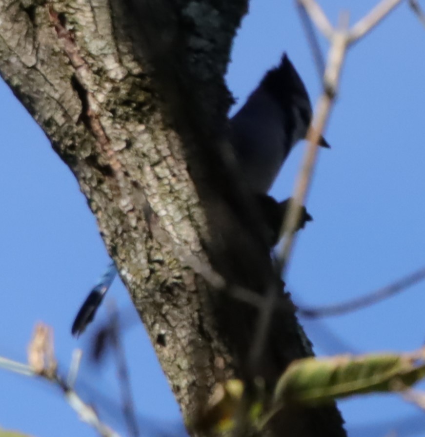 Blue Jay - ML643078737