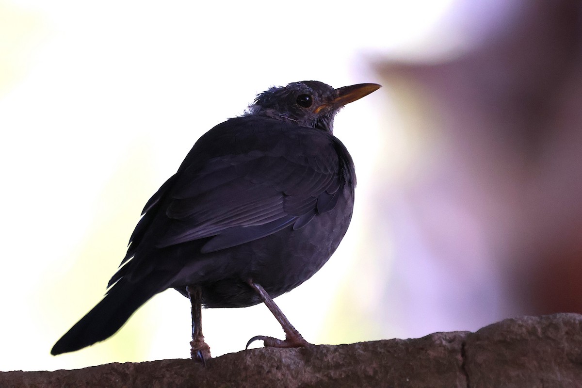 Eurasian Blackbird - ML643078738
