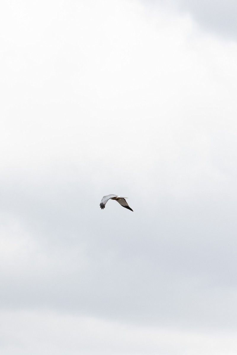 Cinereous Harrier - ML643078742