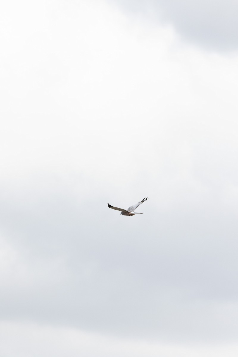 Cinereous Harrier - ML643078743