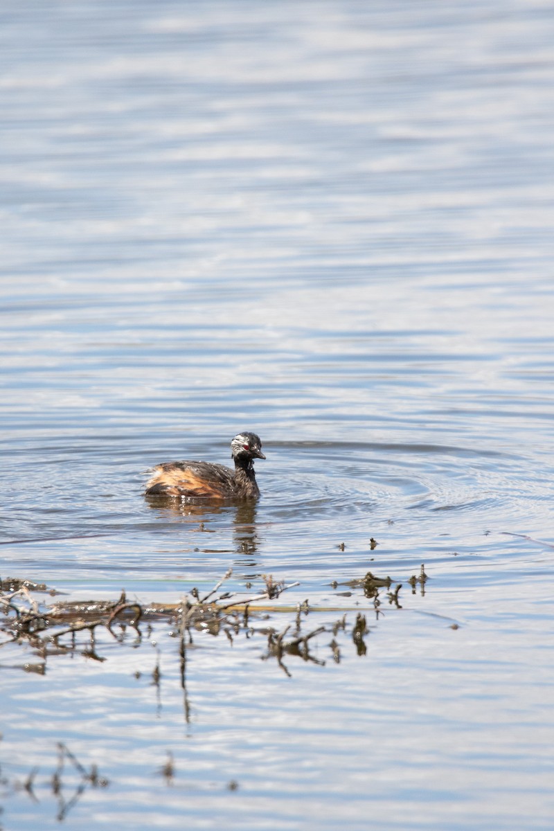 White-tufted Grebe - ML643078745
