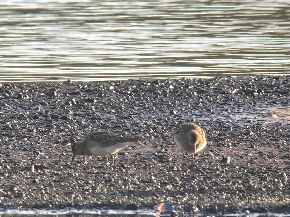 Pectoral Sandpiper - ML643078750