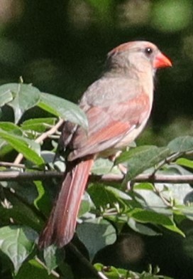 Northern Cardinal - ML643078757