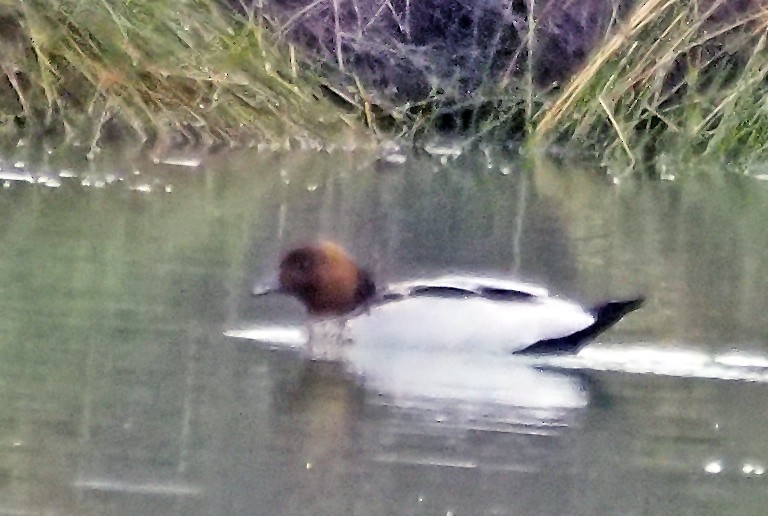 Maned Duck - ML643078796