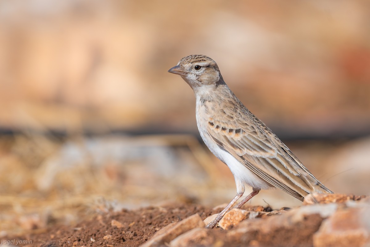 Greater Short-toed Lark - ML643078802
