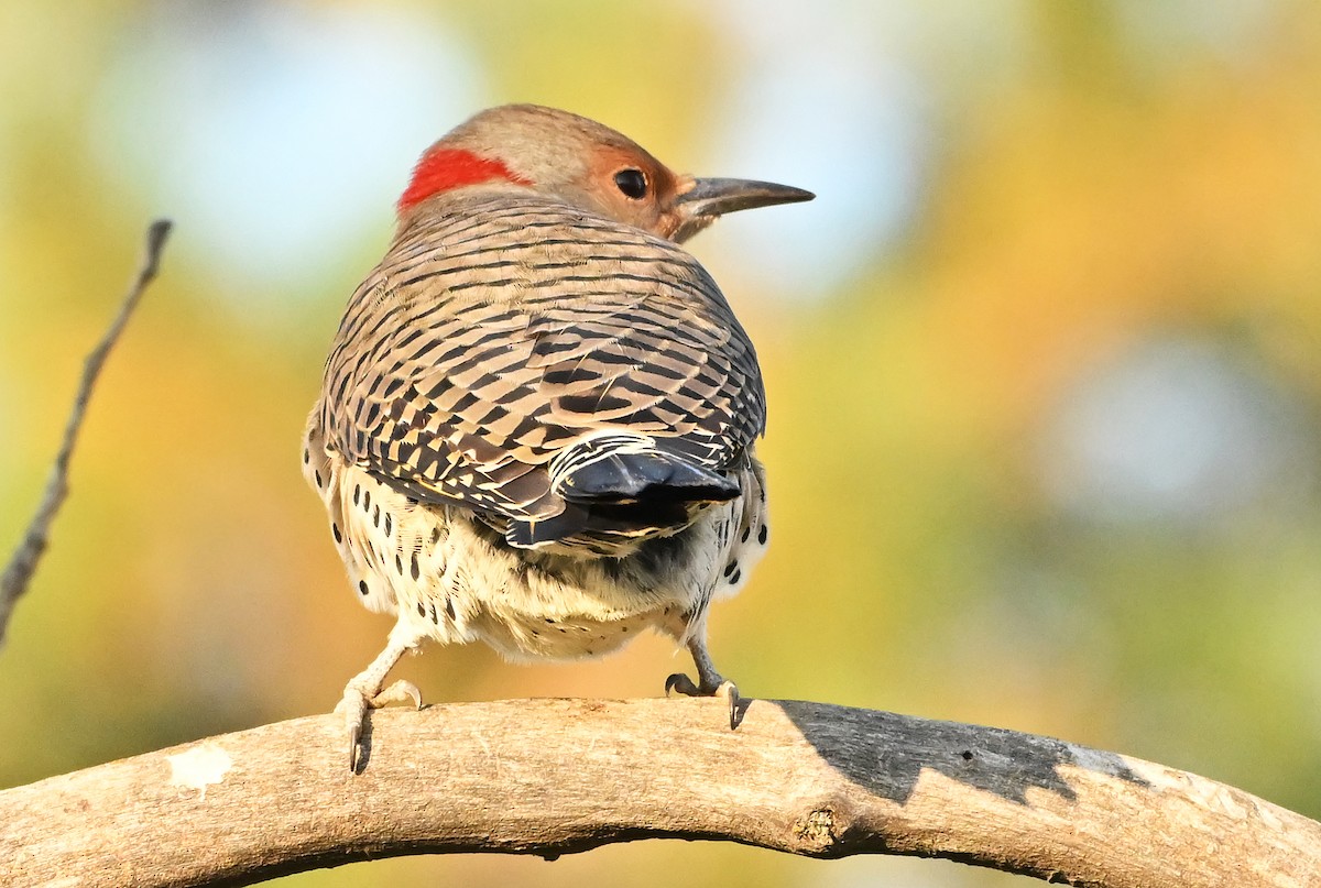 Northern Flicker (Yellow-shafted) - ML643078809