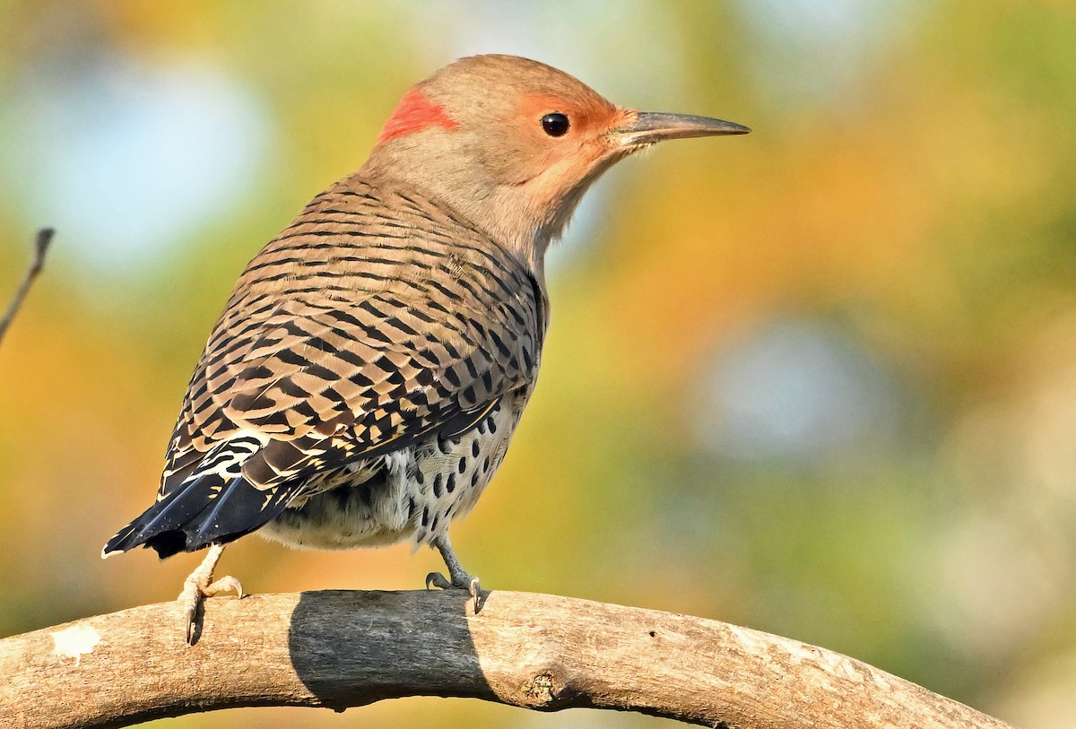 Northern Flicker (Yellow-shafted) - ML643078810