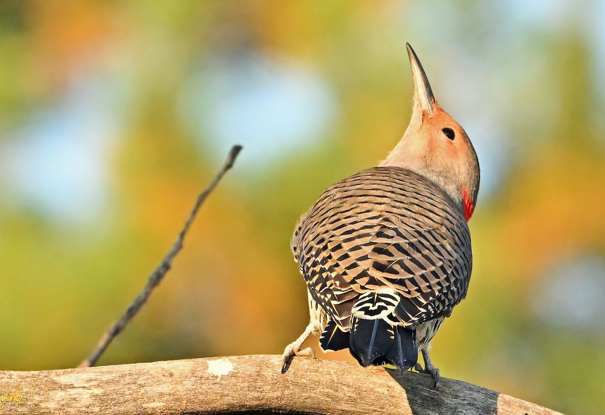 Northern Flicker (Yellow-shafted) - ML643078815
