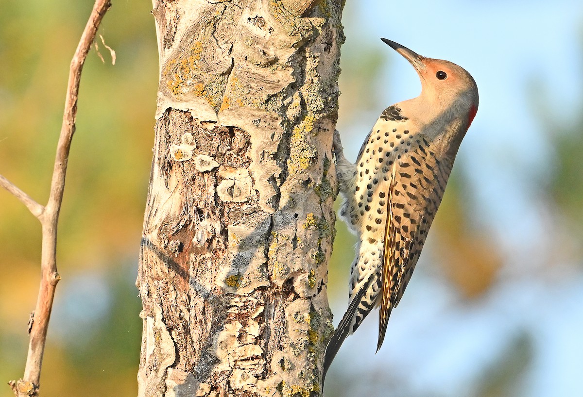Northern Flicker (Yellow-shafted) - ML643078816
