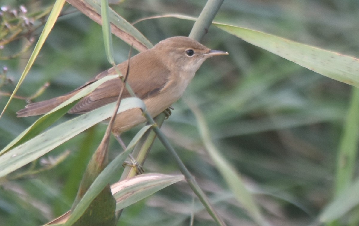 Common Reed Warbler - ML643078819