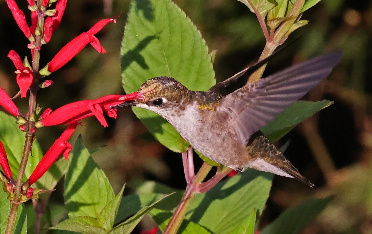 Ruby-throated Hummingbird - ML643078823