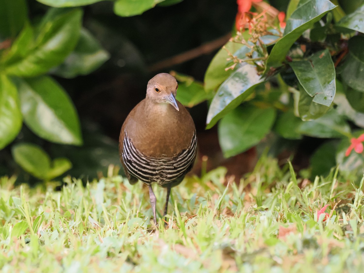 Slaty-legged Crake - ML643078826