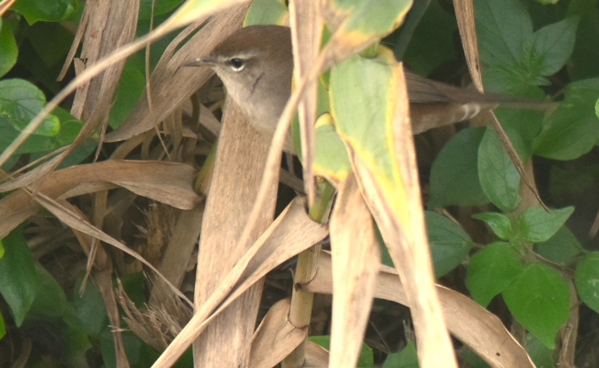 Cetti's Warbler - ML643078827