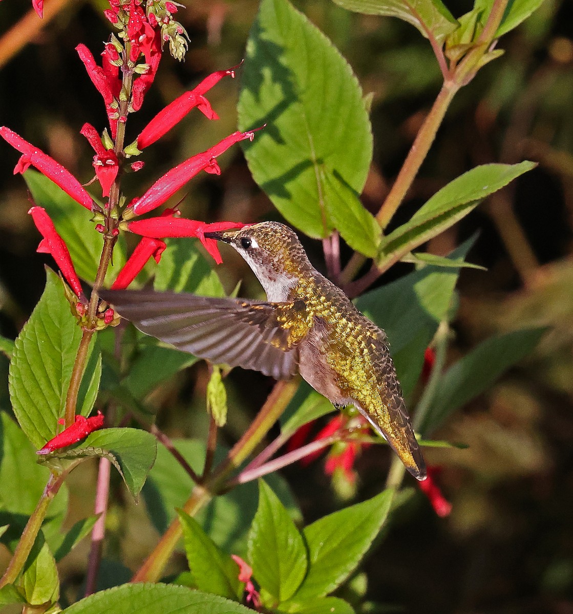 Ruby-throated Hummingbird - ML643078829