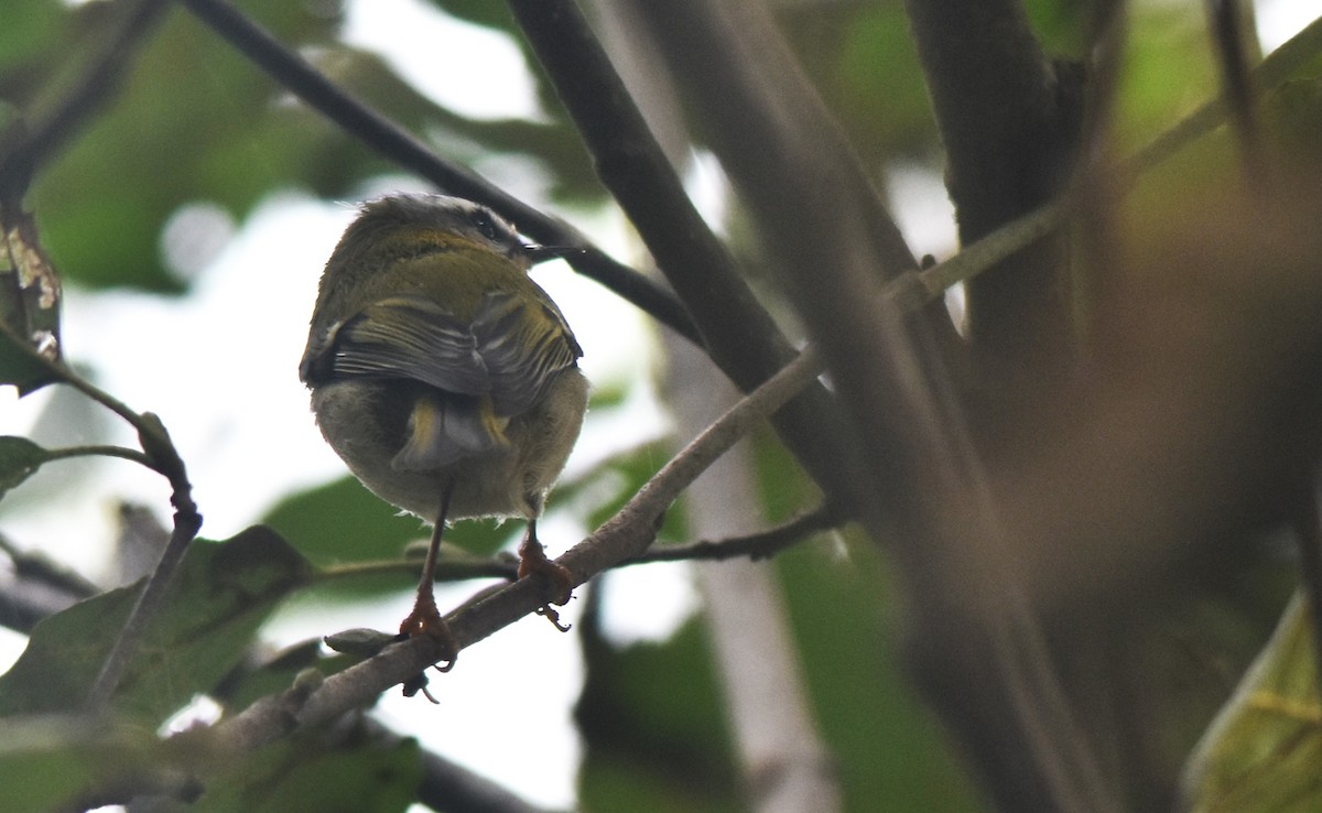 Common Firecrest - ML643078836