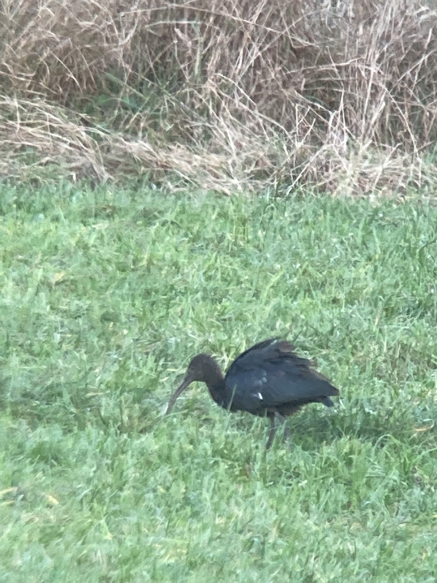 Glossy Ibis - ML643078840