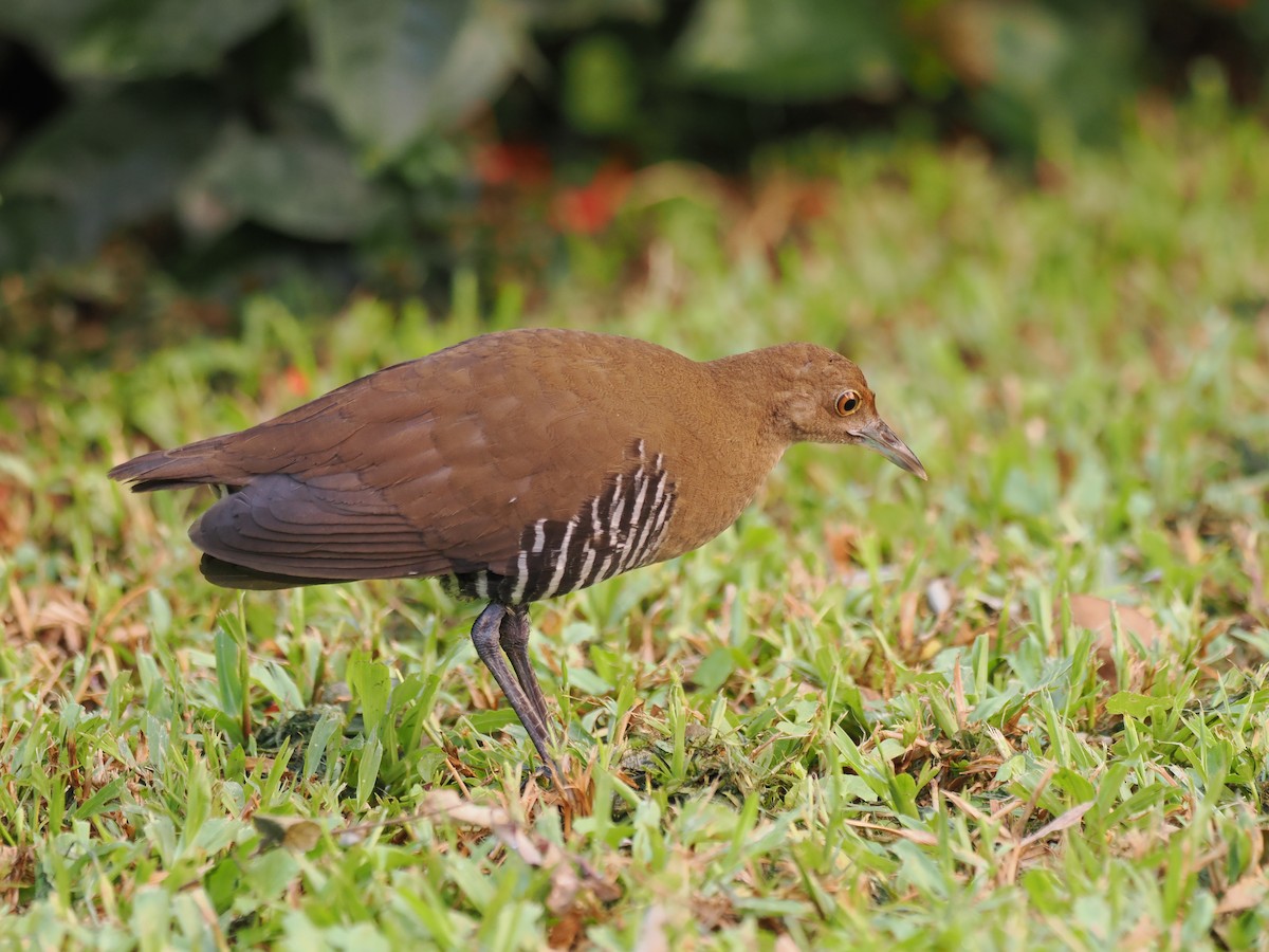 Slaty-legged Crake - ML643078847