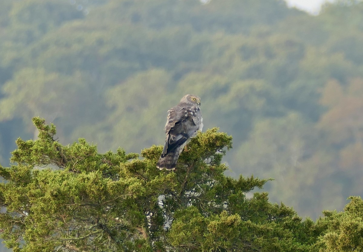 Northern Harrier - ML643078852