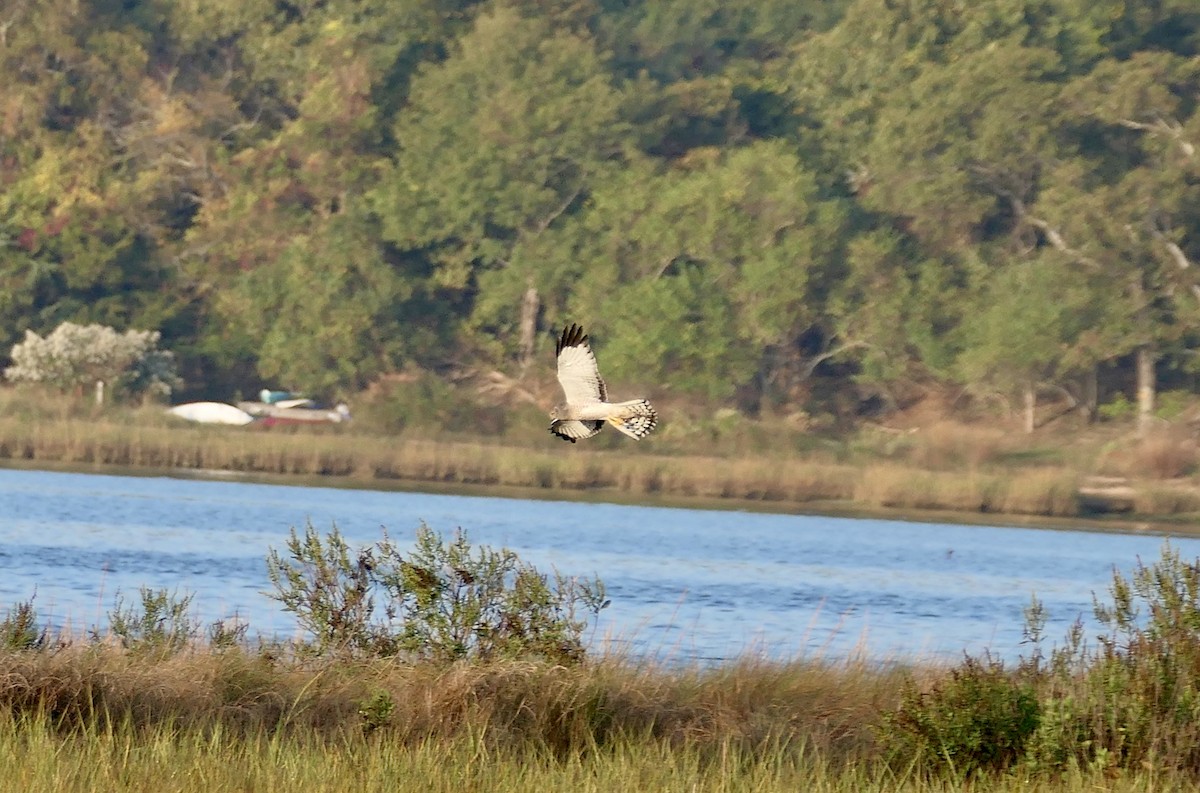 Northern Harrier - ML643078854