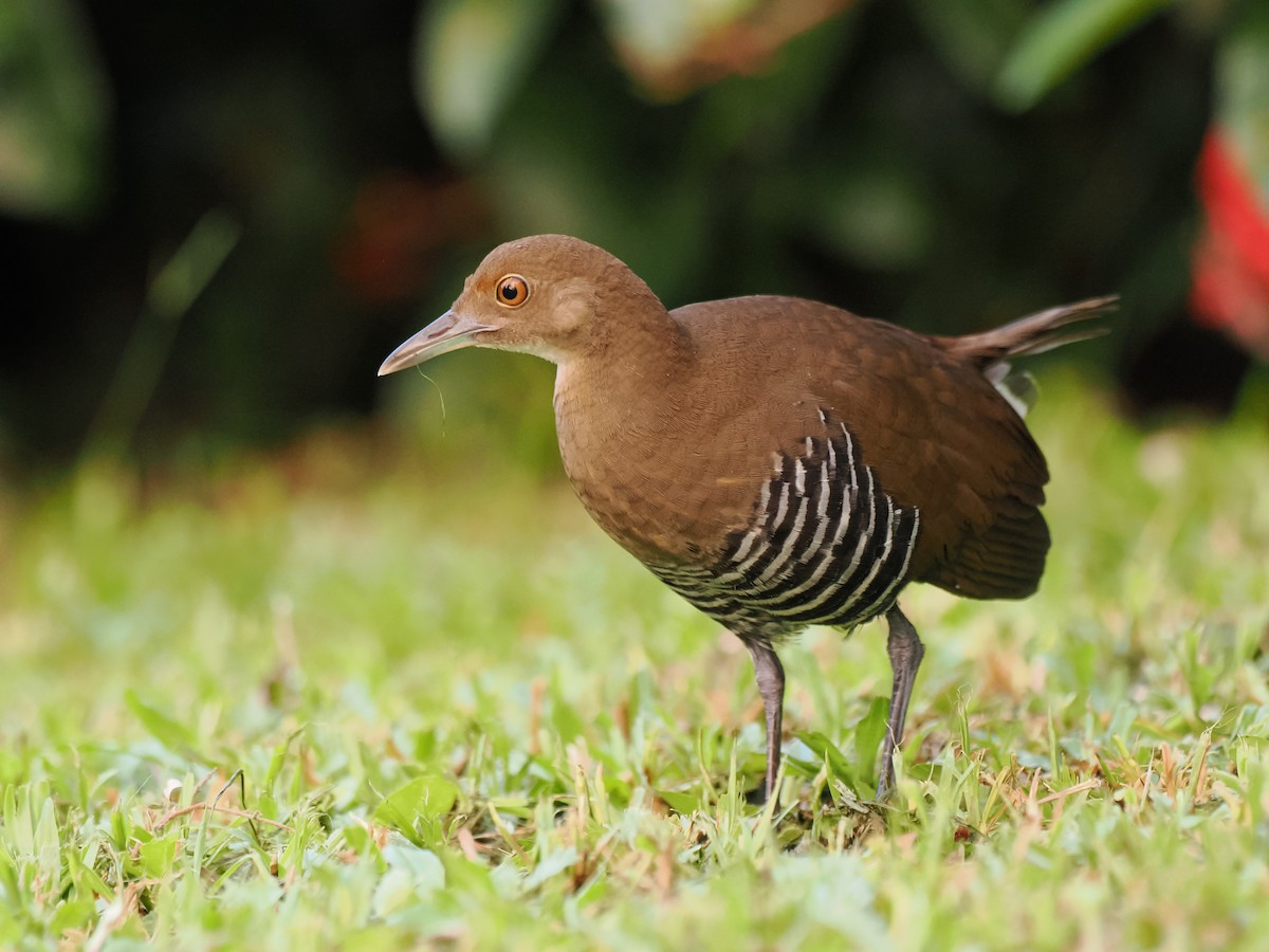 Slaty-legged Crake - ML643078872