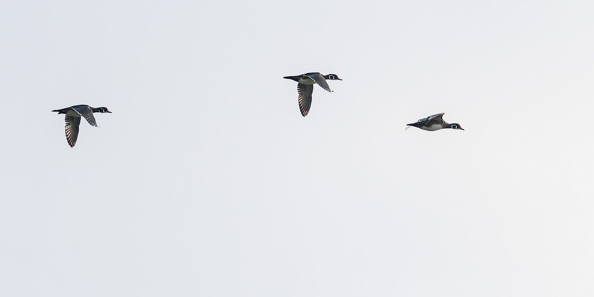 Wood Duck - ML643078898