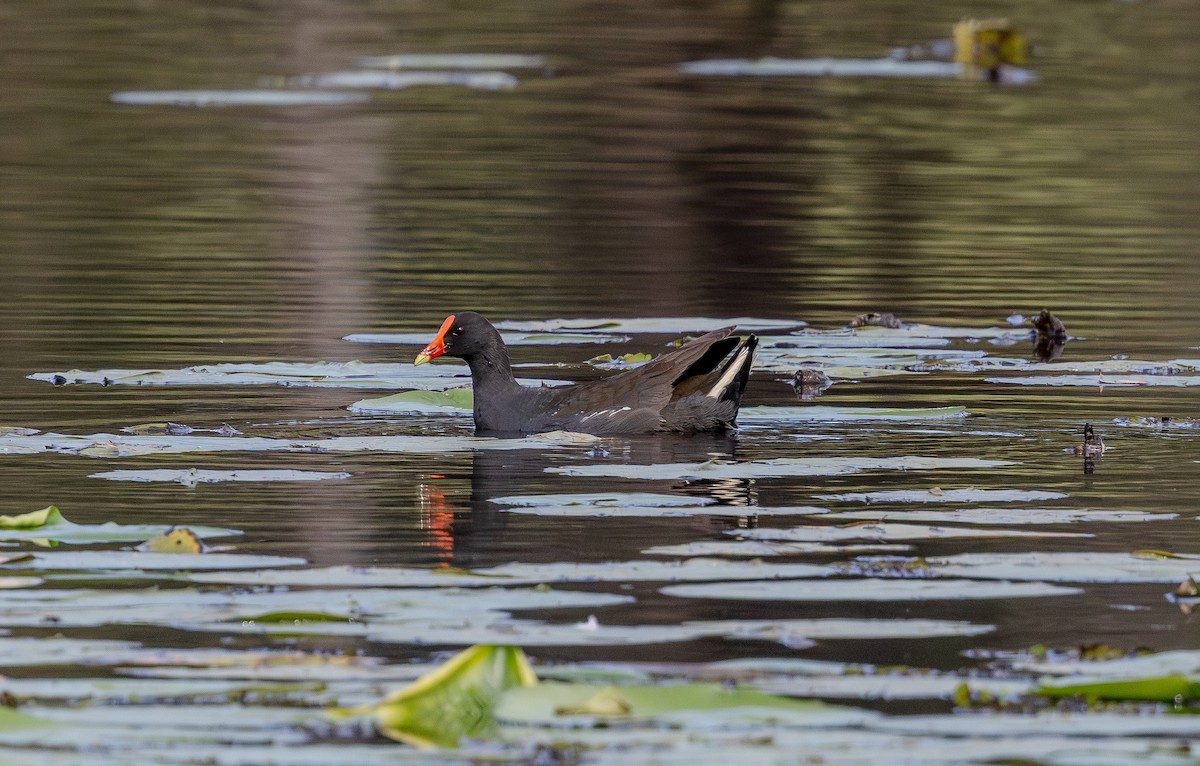 Dusky Moorhen - ML643078900