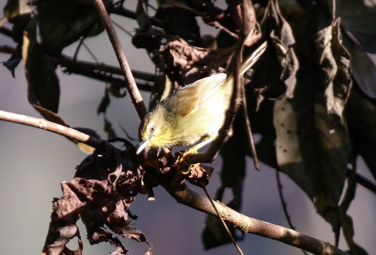 Pin-striped Tit-Babbler - ML643078906